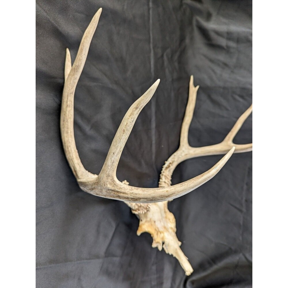 Wild 8 Point Whitetail Deer Antler Rack Horn Skull Plate Man Cave Tall - Picture 5 of 11